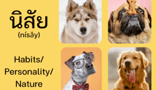 Understanding the Word “นิสัย (nísǎy)” —Character, Habits in Thai